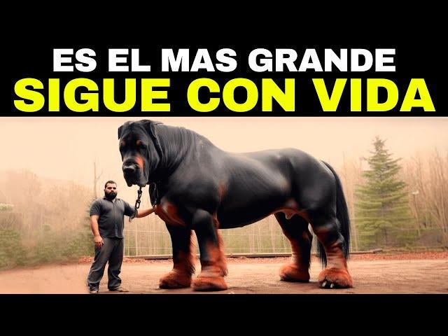 Los 20 Perros Más Peligrosos Y Grandes Del Mundo