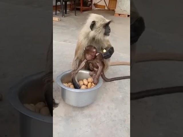 https://youtube.com/shorts/zRefuaTN06M?feature=share7