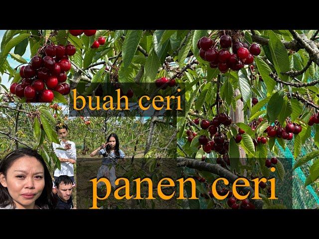 PANEN CERI BUAH CERI