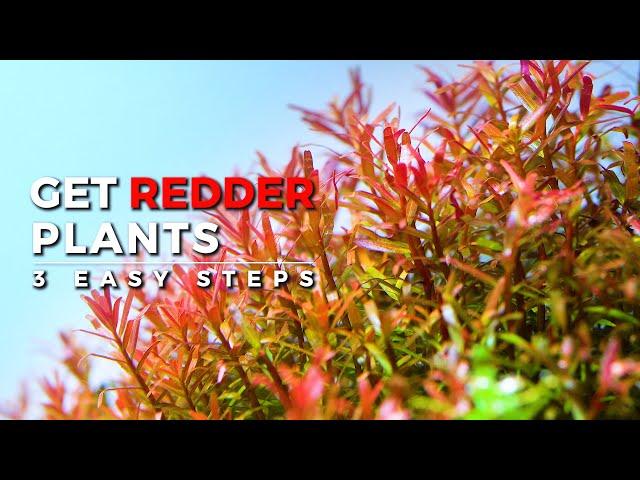 RED AQUARIUM PLANTS | The Secrets