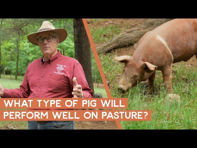 What type of pig performs well on pasture? | Joel Salatin