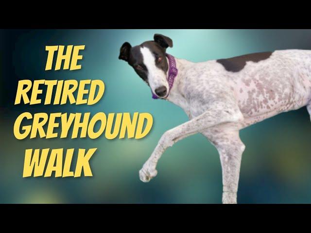 The Retired Racing Greyhound Walk