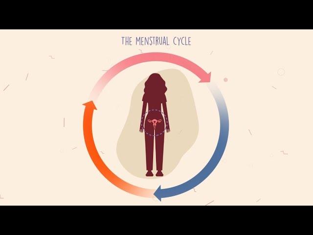 How does the menstrual cycle work?