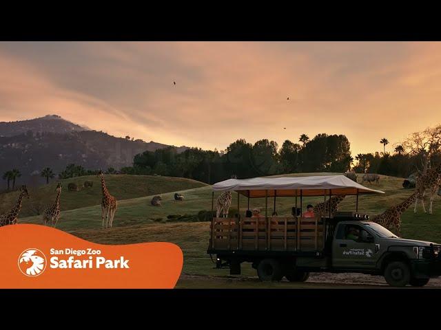 Find Yourself Eye-to-Eye with Incredible Wildlife at the San Diego Zoo Safari Park