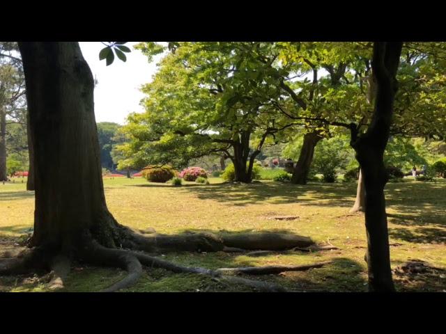 LIVE- Tea Time Adventure in Tokyo Take 2! | EDO-Era Park