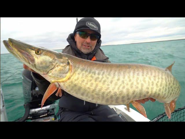 FAT FALL Musky In CLEAR Water!!!