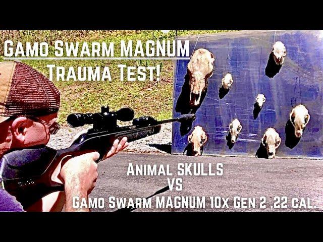 Gamo Swarm Magnum VS Skulls! Bear, Coyote, Bobcat, Raccoon! TRAUMA Test with the 22 cal Swarm Magnum