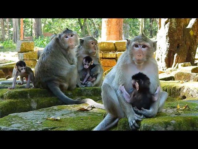 Learn more about the monkeys Part 1 - Pregnancy - Nursing - Sexual Maturity