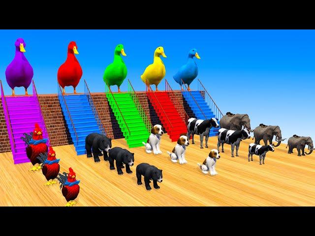 5 Giant Duck Cartoon,Tiger,Cow,rabbit,Gorilla,Dog,Chicken,Cat Wild Animals Crossing Fountain 2023