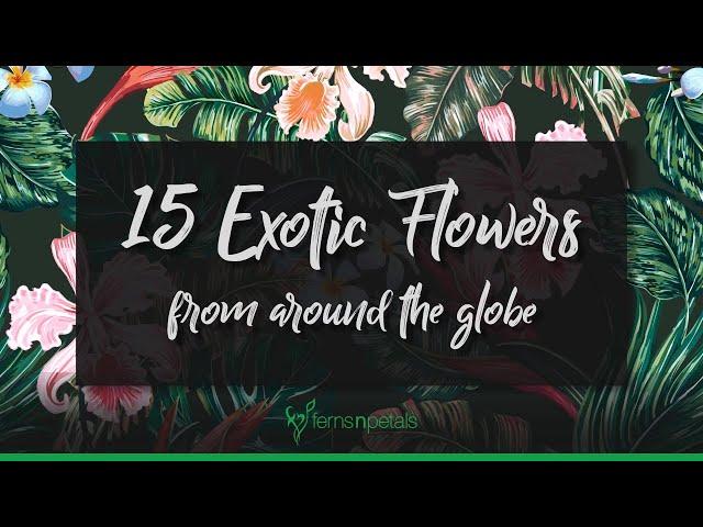 Exotic Flowers | Ferns N Petals