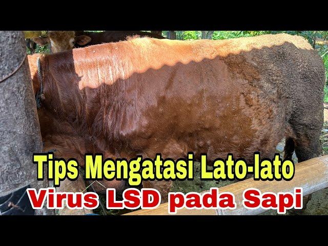 Tips Mengatasi Lato-lato / Lumpy Skin Disease (LSD) part.1