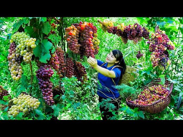 How to Harvest Grape, goes To Market Sell - Harvesting and Cooking |Tieu Vy Daily Life