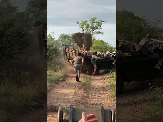 African Elephant Attacks a Safari Vehicle 