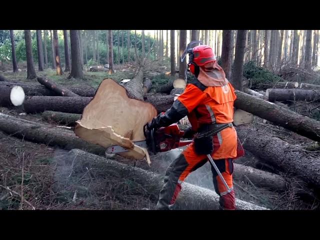 SUPER FELLING!!! Husqvarna 572 XP Chain saw