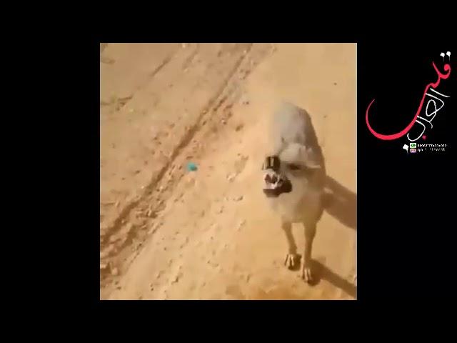 مشهد مبكي رجل يسقي دئب كاد يموت من العطش الرحمة لاتزال موجوده