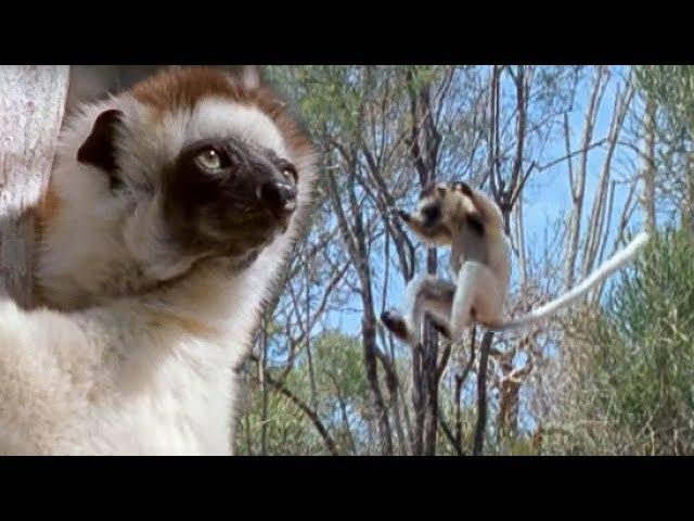 Sifaka Lemurs Jumping Around | Attenborough | BBC Earth