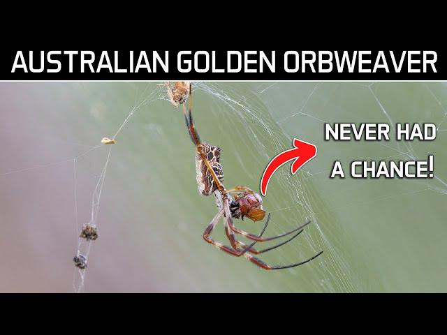 Golden Orb Weaver Feeding on a Beetle