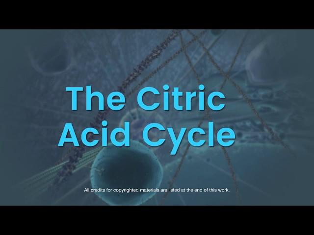 Overview of the citric acid cycle