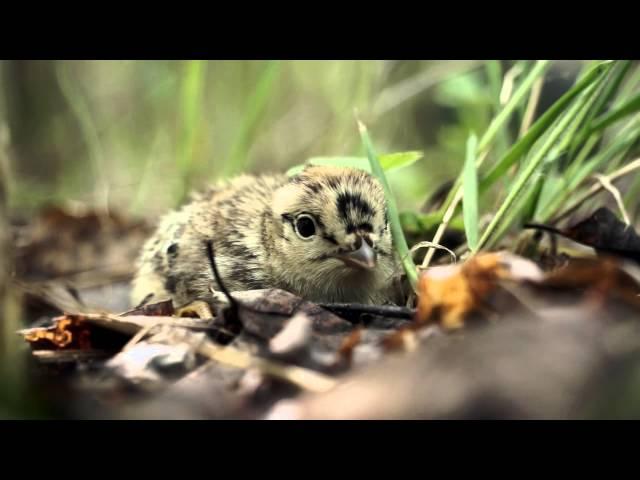 The insurance of Black Grouse (Lyrurus tetrix L.)