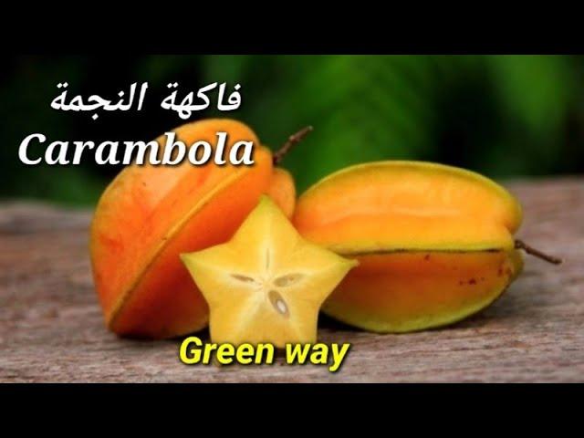 فاكهة الكرامبولا النجمة الاستوائيةStar fruit |ماهى فوائد ومخاطر فاكهة الكرامبولا؟!