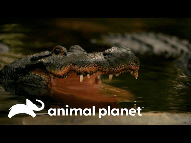 O verdadeiro segredo da mordida do crocodilo | O Incrível Mundo Animal | Animal Planet Brasil