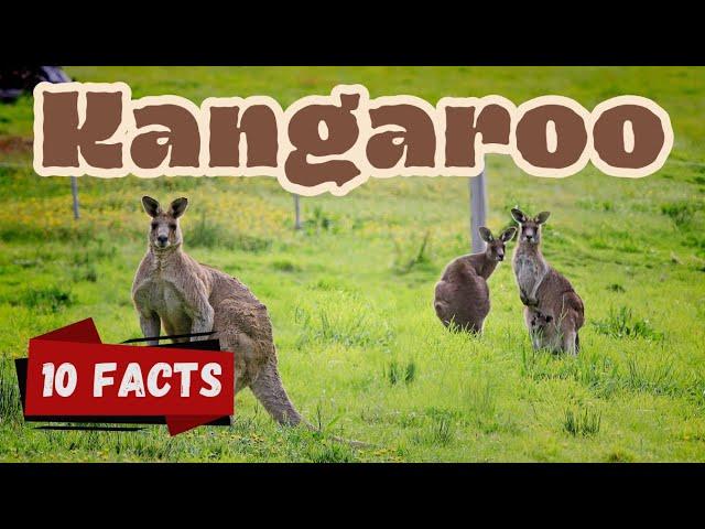 Kangaroo 10 interesting Facts for Kids Educational Video Hopping Joey #kangaroo #kangaroofacts