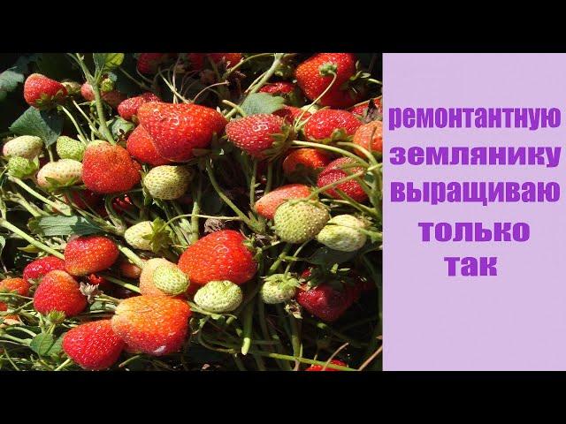 КАК ВЫРАЩИВАТЬ РЕМОНТАНТНУЮ ЗЕМЛЯНИКУ  ЧТОБЫ ГАРАНТИРОВАННО   ПОЛУЧАТЬ ВЫСОКИЕ УРОЖАИ .
