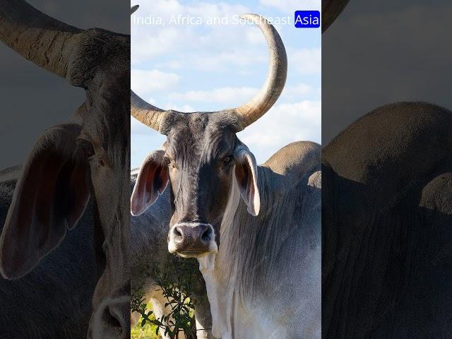 Zebu Cattle:  Resilient Agriculture Assets