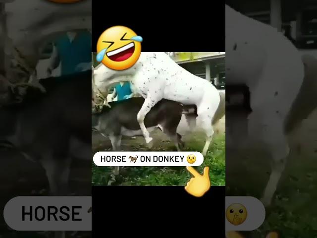 Horse on DONKEY  #horse #horselover   #petlover  #animals  #animallovers #cute  #donkey  #petsworld