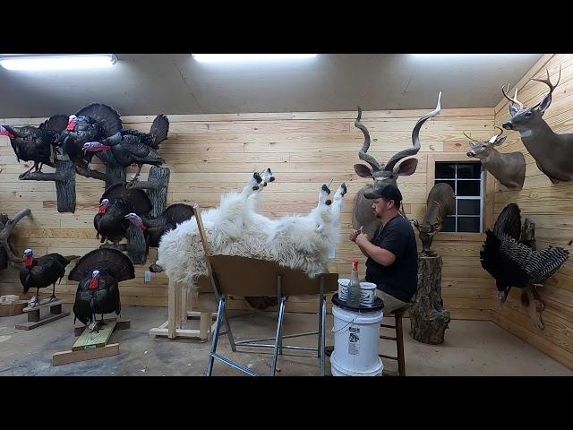 Mounting a Mountain Goat - Taxidermy