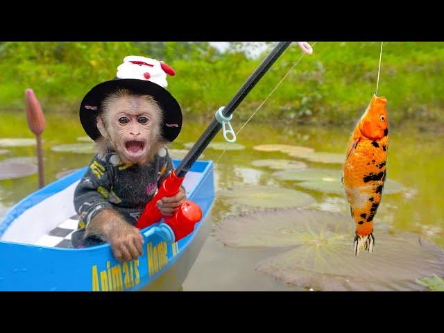 Baby monkeys go fishing for koi, goldfish and grill to feed the cats, so funny and cute
