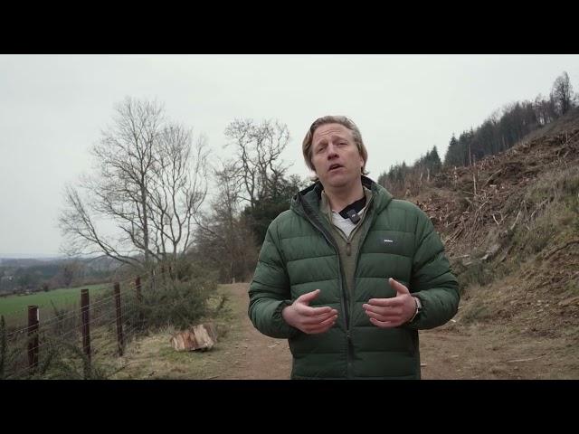 Giant Sequoias in the UK