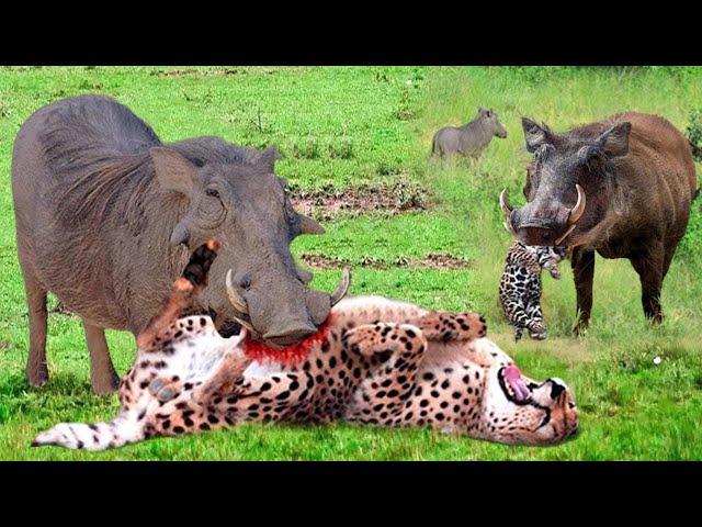 Painful Punishment! Warthog Dominates The Forest When He Bravely Kills Leopard To Protect His Baby