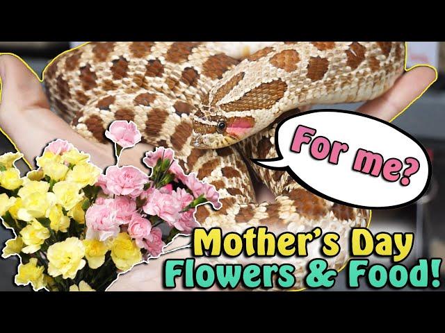 Feeding our "Expecting" Mother Snakes for Mother's Day!