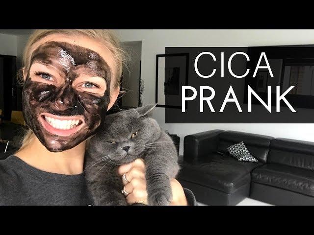 CICA PRANK FAIL