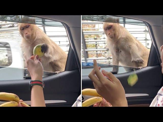 Monkey Refuses Bananas But Accepts Crisps