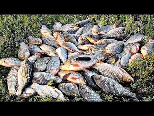 СКАЛЫ ДНЕПР РЫБАЛКА 2023  ОТПУСКАЕМ САЗАНОВ #fishing #днепр #рыбалка #сазан  #трофей