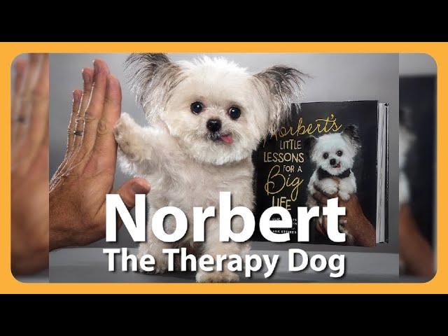 The Best Things Come In Small Packages! This 3lb Therapy Dog Proves It