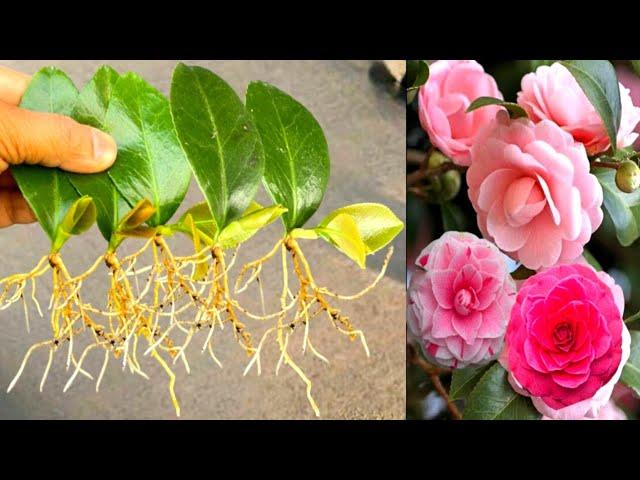 How To Grow Camellia Plant From Single Leaves