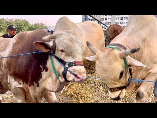 ROMBONGAN SAPI RAKSASA ROSSI TERBESAR INDONESIA TURUN DARI TRUK ‼️