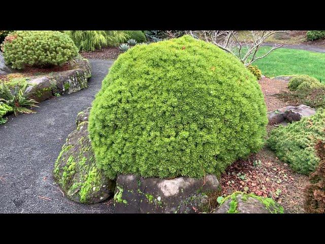 Pinus mugo 'Benjamin' Miniature Mugo Pine  January 31, 2020