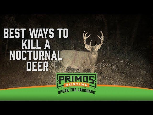 How to Hunt a Mostly Nocturnal Deer