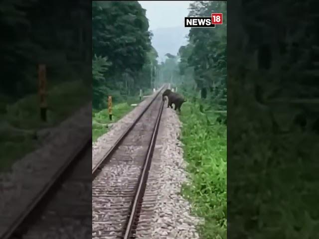 Elephant Saved After A Train Driver Noticed It Crossing Track | Latest | #Shorts | CNN News18