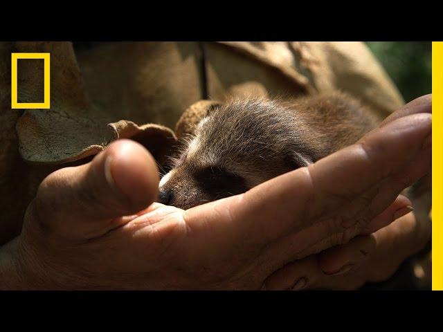 How to Raise a Baby Raccoon | Live Free or Die: DIY