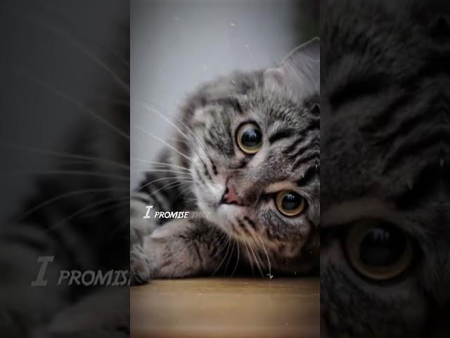 Apakah Kalian Inget Kucing Di Blender? ||Bantuin Rame Yuk!! #ITS.RAKHADYNAMIC6545