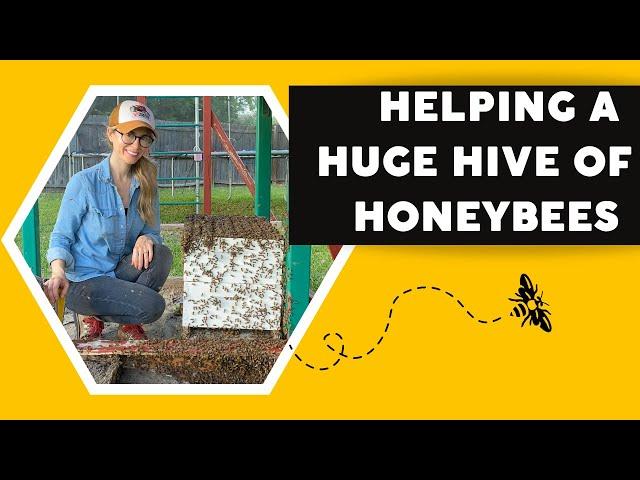 Helping a Huge Hive of Honeybees