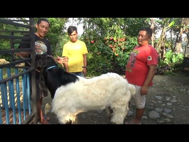 Hasil breeding Kambing Pe Lampung Setara dengan kambing pe kaligesing