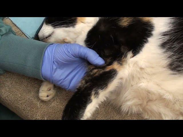 Elbow luxation reduction for veterinarians