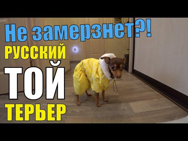 Русский Той Терьер, как купить одежду? Наш обзор покупок. AliExpress не предлагать!!!