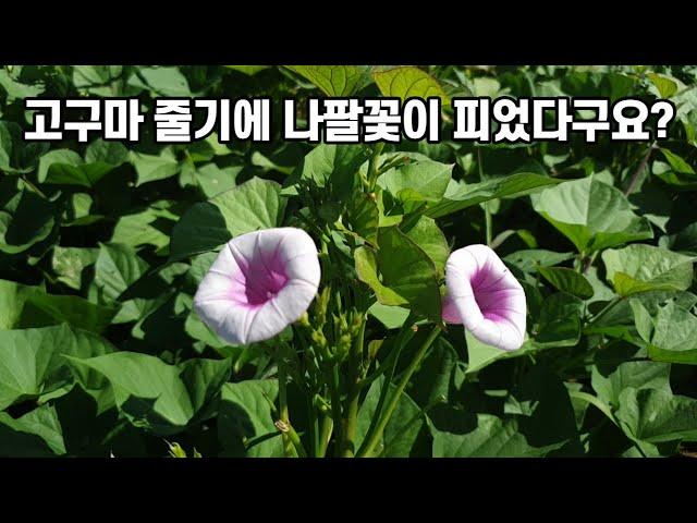 고구마 줄기에 나팔꽃이 피었다구요